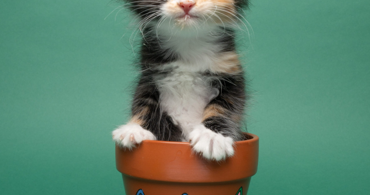 Help support The Tour of Untimely Departures and Meow Village