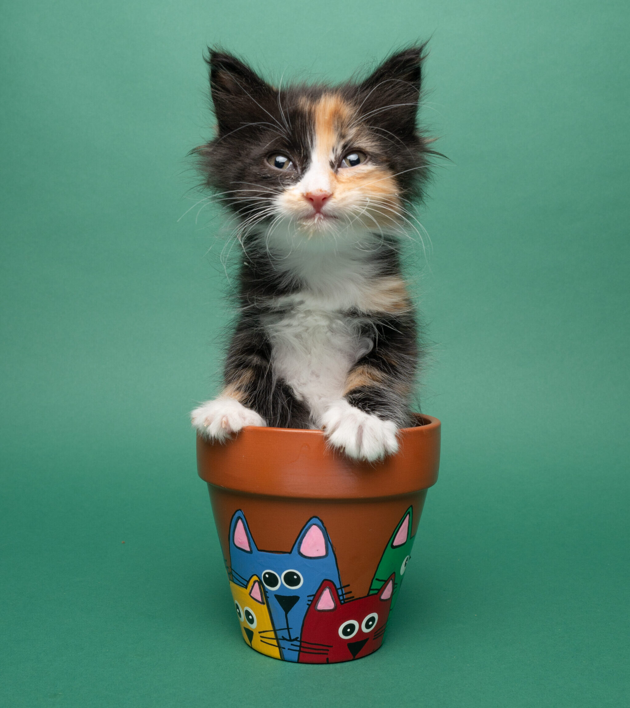 Help support The Tour of Untimely Departures and Meow Village